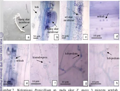 Gambar 7 Kolonisasi Penicillium sp. pada akar Z. mays 3 minggu setelah 