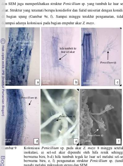 Gambar 9 Kolonisasi Penicillium sp. pada akar Z. mays 8 minggu setelah 