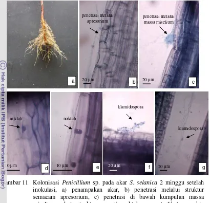 Gambar 11 Kolonisasi Penicillium sp. pada akar S. selanica 2 minggu setelah 