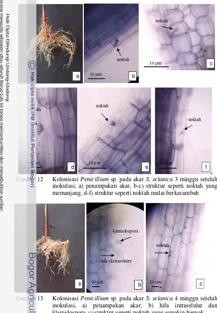 Gambar 12 Kolonisasi Penicillium sp. pada akar S. selanica 3 minggu setelah 