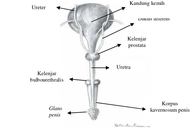 Gambar 4 Kelenjar prostata kucing sudut pandang dorsal (Constantinescu 