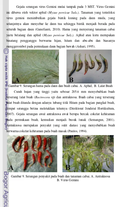 Gambar 9. Serangan hama pada daun dan buah cabai. A. Aphid,  B. Lalat Buah 