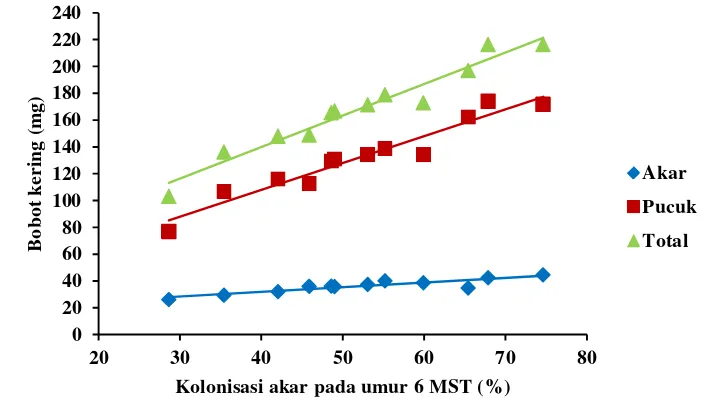 Gambar 13 Hubungan antara kolonisasi Glomus etunicatum pada akar tanaman kudzu umur 6 MST dengan bobot kering tanaman kudzu umur 12 MST ( y = 17.82 + 0.35 x, R2 = 0.81, p < 0.01;  y = 28.04 + 2.00 x, R2 = 0.93, p < 0.01;  y = 45.85 + 2.35 x, R2 = 0.95, 