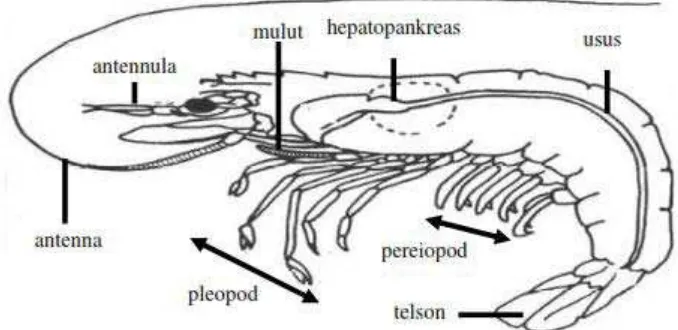 Gambar 2. Bagian tubuh Udang Windu (Penaeus monodon) 