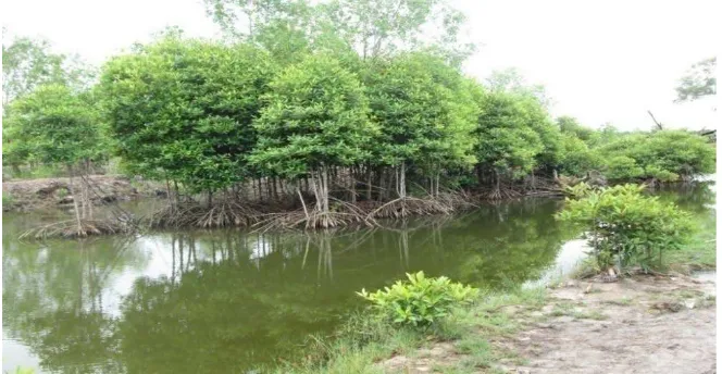 Gambar 8. Tambak 1 yaitu tambak dengan kerapatan mangrove sedang 