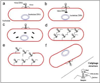 Gambar 1 Ilustrasi Mekanisme Replikasi Lytic (Cortes et al., 2007) 