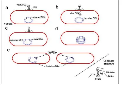 Gambar 2 Ilustrasi Mekanisme Replikasi Lysogenic (Cortes et al., 2007) 