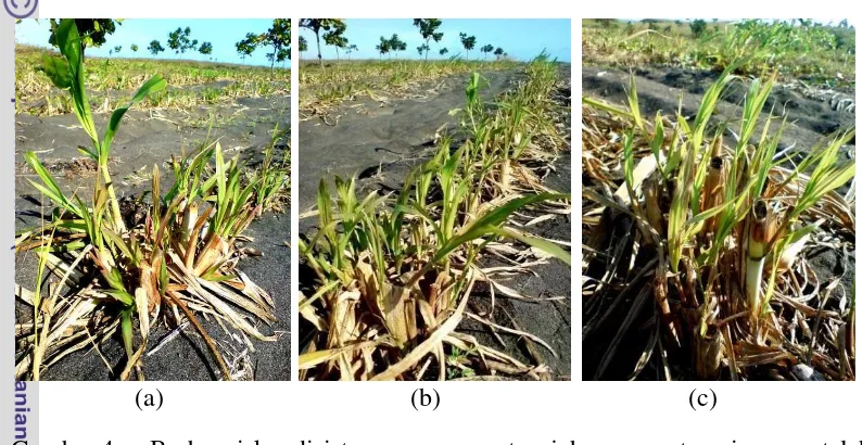 Gambar 4.Berbagai kondisi tanaman rumput gajah umur satu minggu setelah