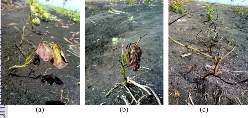 Gambar 8. Berbagai kondisi gangguan pertumbuhan pada tanaman koro benguk.