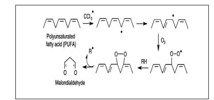 Gambar 1. Mekanisme Peroksidasi PUFA (Hodgson and Levi, 2002)  