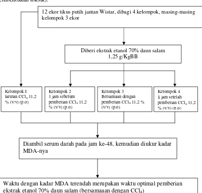 Gambar 5. Skema Orientasi Waktu Optimal Pemberian Ekstrak Etanol 70% Daun Salam 