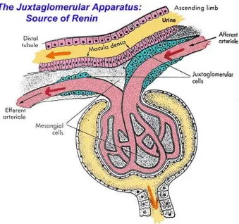 Gambar 3 Korpuskulus ginjal, sel-sel mesangial (diantara kapiler) dan apparatusJG (macula densa dan sel JG) (Berne dan Levy 1988).