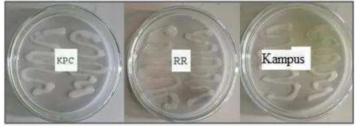 Gambar 2. Isolat Rhizobia pada Cawan Petri 