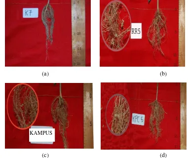 Gambar 3. Pengamatan Akar A. mangium Umur 10 MST  (a. Akar tanaman kontrol, b. Akar tanaman perlakuan inokulum RR, c