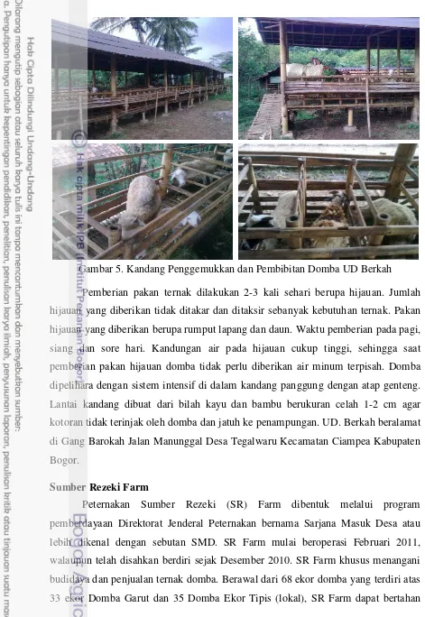 Gambar 5. Kandang Penggemukkan dan Pembibitan Domba UD Berkah 