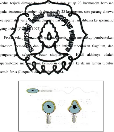Gambar 2. Struktur Sperma (Ruiz, 2007) 