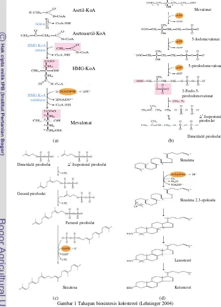 Gambar 1 Tahapan biosintesis kolesterol (Lehninger 2004) 