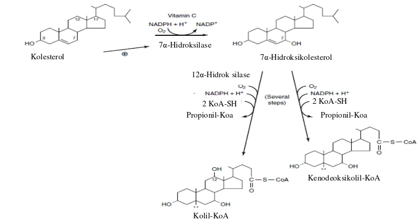 Gambar 2 Biosintesis asam empedu primer (Lehninger 2004) 