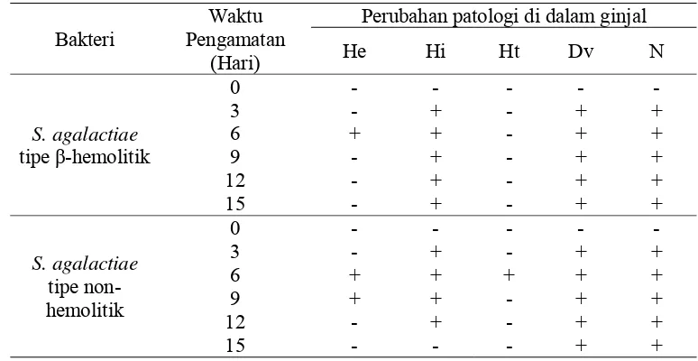 Gambar 13 Ginjal ikan nila pra infeksi dalam kondisi normal atau sehat. 