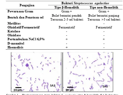 Gambar 1 Hasil pewarnaan gram bakteri S. agalactiae tipe β-hemolitik (SA3) dan tipe 