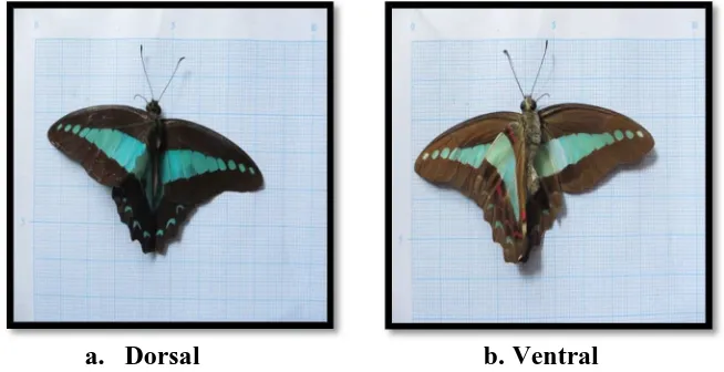 Gambar 4.5. Bagian Dorsal dan Ventral kupu-kupu b. Ventral Graphium sarpedon