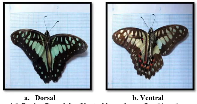 Gambar 4.6. Bagian Dorsal dan Ventral kupu-kupu Graphium doson