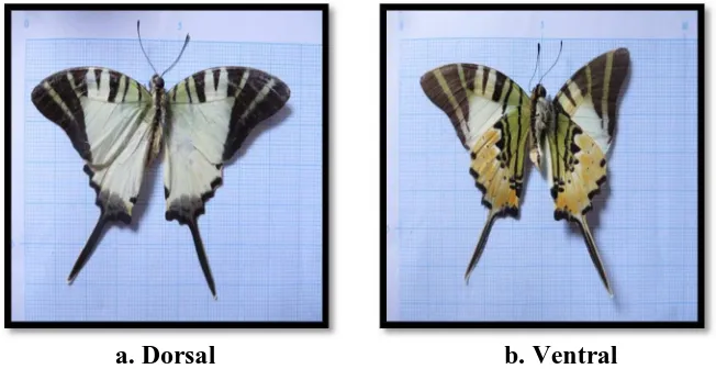 Gambar 4.7. Bagian Dorsal dan Ventral kupu-kupu    b. Ventral  Graphium antiphates
