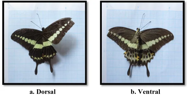 Gambar 4.8. Bagian Dorsal dan Ventral kupu-kupu   b. Ventral  Papilio demolion
