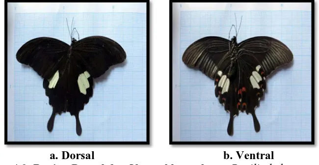 Gambar 4.9. Bagian Dorsal dan Ventral kupu-kupu   b. Ventral  Papilio helenus