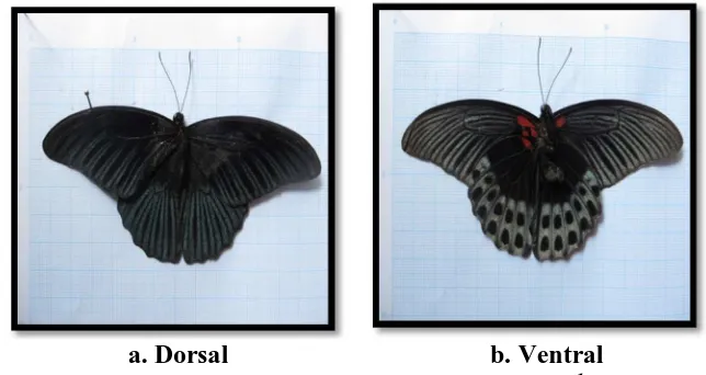 Gambar 4.10. Bagian Dorsal dan Ventral kupu-kupu  b. Ventral  Papilio memnon