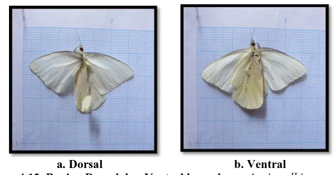 Gambar 4.12. Bagian Dorsal dan Ventral kupu-kupu   b. Ventral  Appias albina