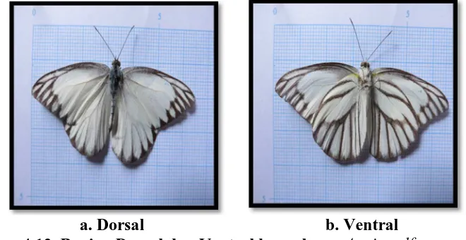 Gambar 4.13. Bagian Dorsal dan Ventral kupu-kupu   b. Ventral  Appias olferna