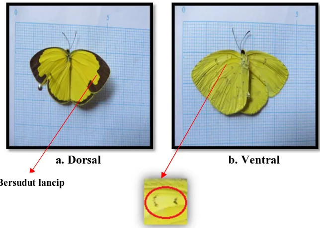 Gambar 4.21. Bagian Dorsal dan Ventral kupu-kupu  Eurema hecabe 