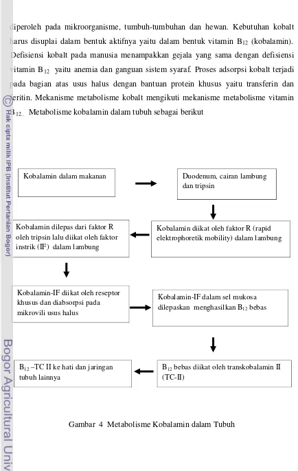 Gambar  4  Metabolisme Kobalamin dalam Tubuh   