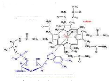 Gambar 5  Struktur Kobalamin (Lippard 1994)  