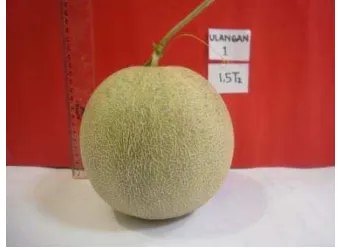 Gambar 5. Bobot buah melon terbaik 1.5 x Eo T2 
