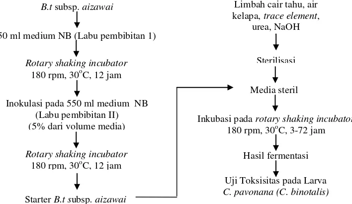 Gambar 7. Diagram alir produksi bioinsektisida B.t.a. 