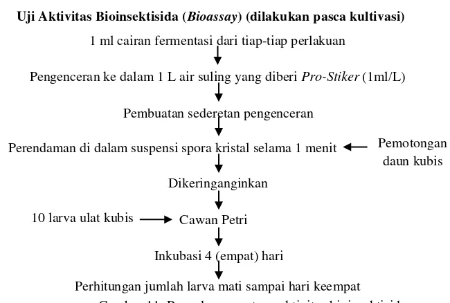 Gambar 11. Prosedur penentuan aktivitas bioinsektisida 