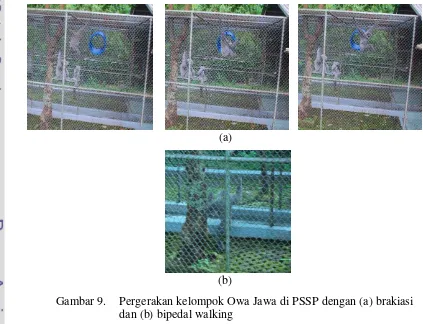 Gambar 9.  Pergerakan kelompok Owa Jawa di PSSP dengan (a) brakiasi 
