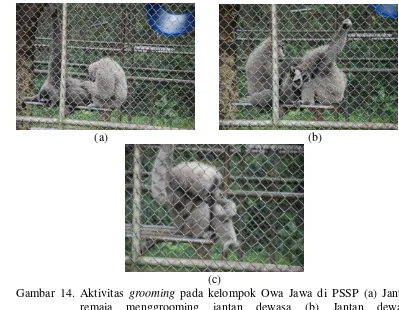 Gambar 14. Aktivitas grooming pada kelompok Owa Jawa di PSSP (a) Jantan 