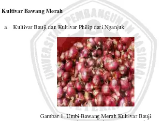 Gambar 1. Umbi Bawang Merah Kultivar Bauji 