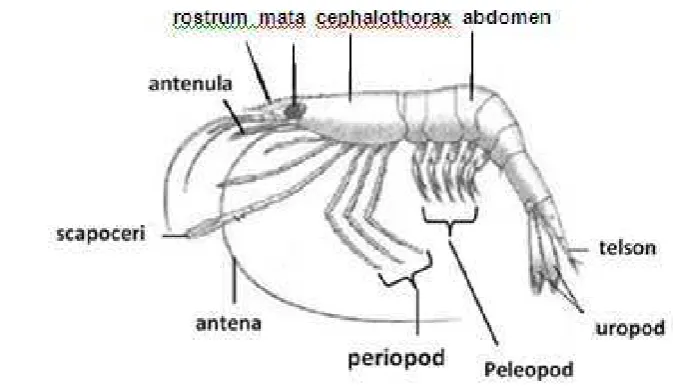 Gambar 1  Morfologi udang galah (New  2002)  