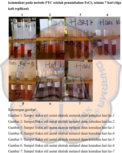 Gambar 7: Sampel fraksi etil asetat ekstrak metanol daun kemukus hari ke-7 