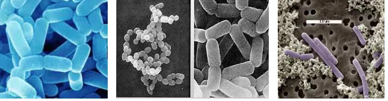 Gambar  II.2  Lactobacillus casei  (Anonymous, 2004) 