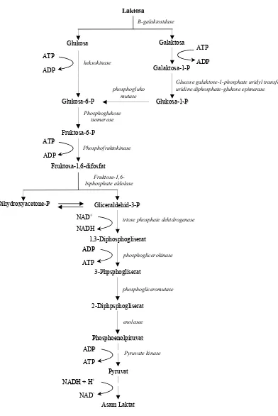 Gambar II.3 Jalur Metabolisme Bakteri Asam Laktat Homofermentatif 