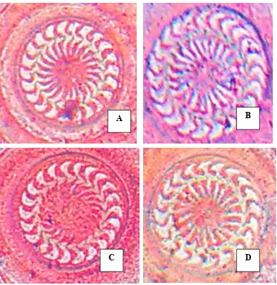 Gambar 4.2. Hasil pengamatan mikroskopis Trichodina sp. yang ditemukan pada benih 