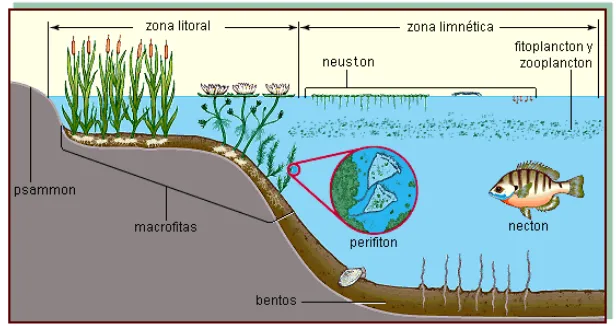 Gambar 4. Posisi perifiton dalam suatu ekosistem perairan Sumber : http://jmarcano.com/graficos/images/65.gif