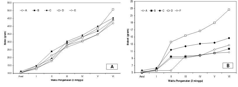 Gambar 10. Grafik pertumbuhan ikan mas (A) dan Ikan Nilem (B) selama 3 bulan  