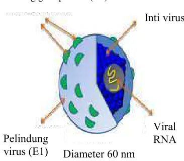 Gambar 2 Struktur virus hepatitis C (HCV)  (Moradpour ����� �2007). 