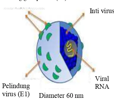 Gambar 2 Struktur virus hepatitis C (HCV)  (Moradpour ����� �2007). 